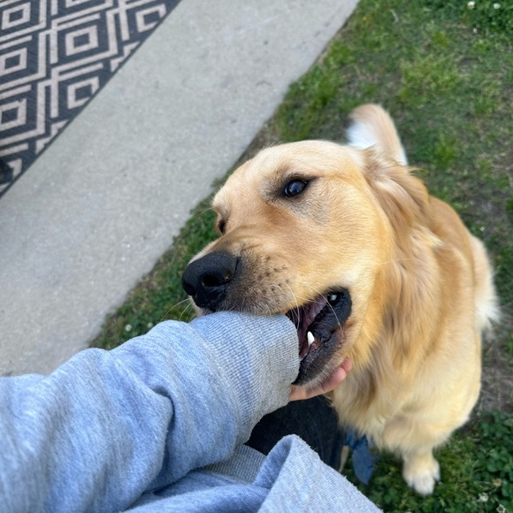 Meet your Posher, Riley - Picture 4 of 7